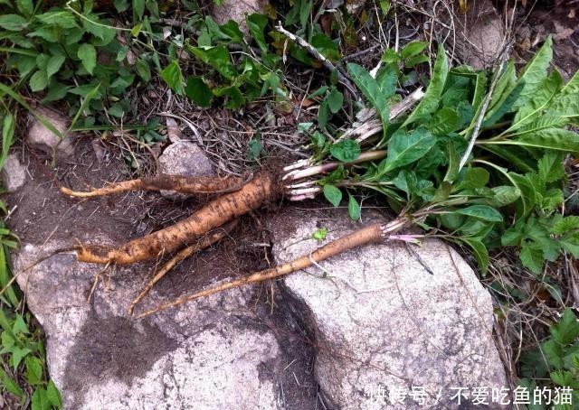  「果实」农村一大恶草，农民见到就砍掉，殊不知根似人参，果实