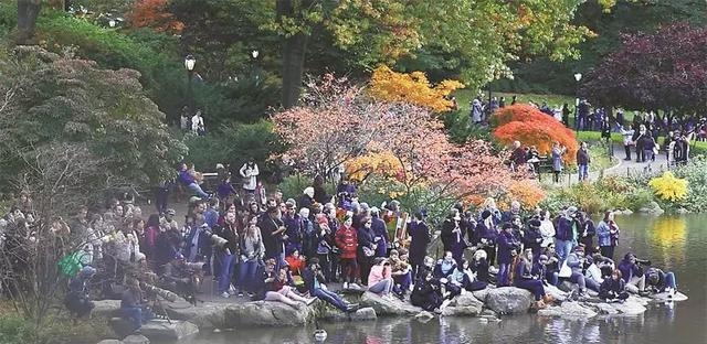  「发现」美国公园发现一对“中国鸟”，引发全城围观，老外感叹