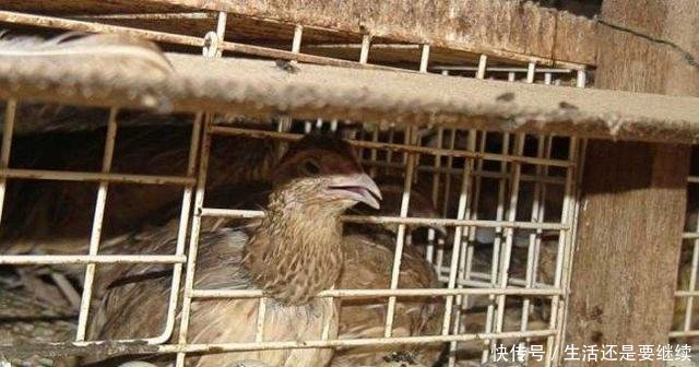 农民养殖不到一斤重的它，每月纯收益40000多元