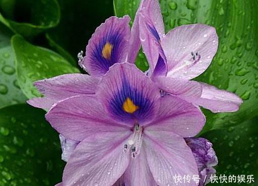 农村有名的“害草”，之前用来喂猪，其实对风湿骨痛有良效