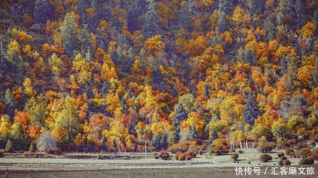 林芝的秋天，才是你最不该错过的天堂，有一百种秋色等你pick