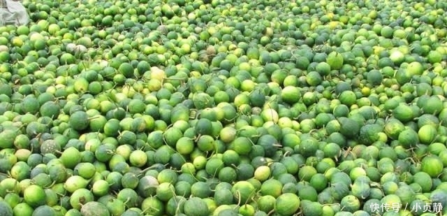  种植|亩产1500斤，却不能直接吃，如今35元1斤，农民跟风种植却