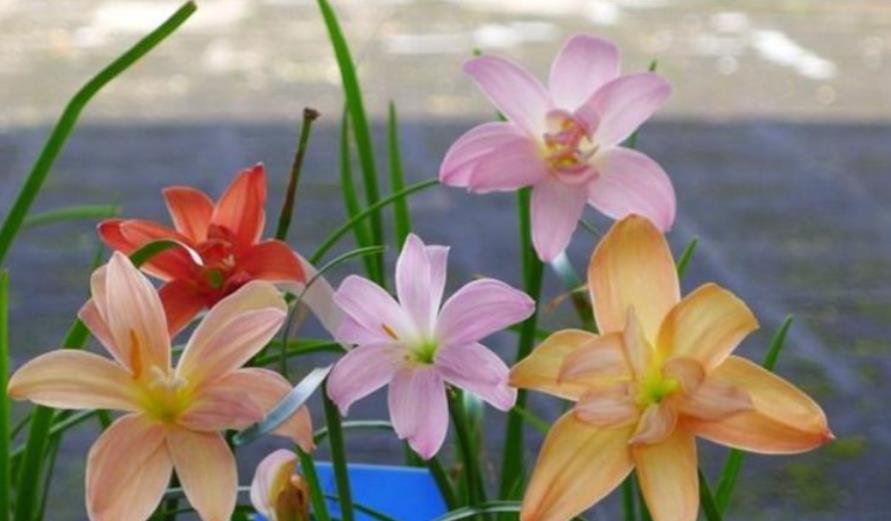  『光照』养花就养这花，好看又好养，花期还特长，一开就是一大盆！