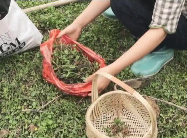 农村一种“天价”野菜，一斤要卖上百块，还是稀罕物，你认识吗？