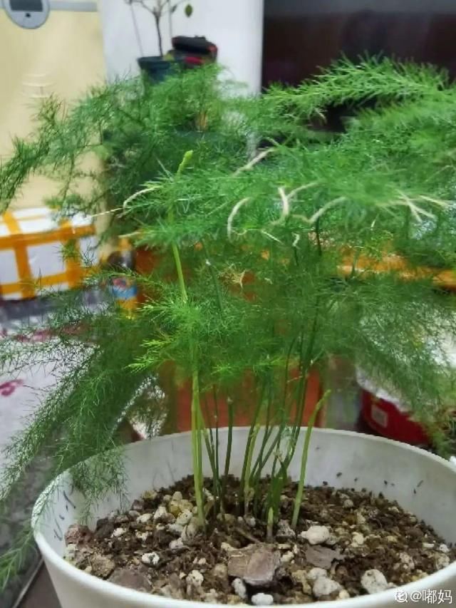  放在光照好的地方多■20种花，春天最爱疯长，爬满墙、爆开花，疯狂刹不住闸！