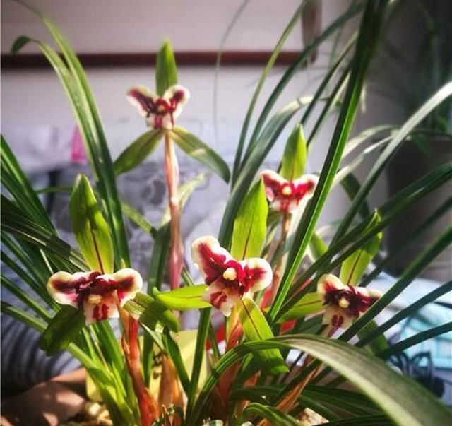 『家里』家里的兰花烂根不开花,肯定是犯了这3种错