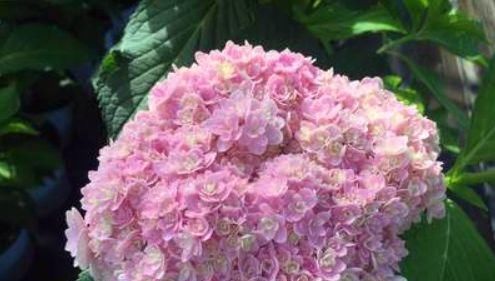  「花色」绣球花花色不艳丽，开花还很少，那应该是“4个地方”出问题了