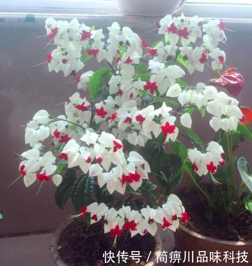  就可以■“龙吐珠”的养护攻略，光照、配土、浇水、施肥，一学就会