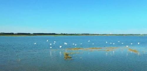  【白鹳】成群白鹳和野鸭来到山东这个湖过冬