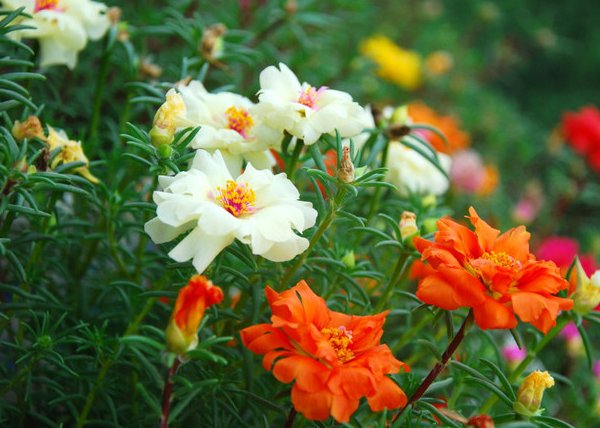 『花开小』这些花朵一养就上瘾,非常适合养在阳台,花开小花园,美不胜收