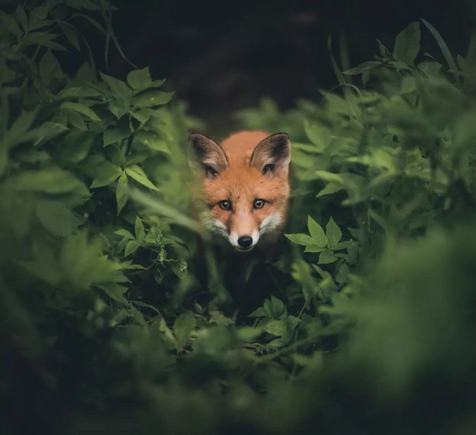 一年有200多天环球旅行，25岁芬兰野生摄影少年，6年ins圈粉120万