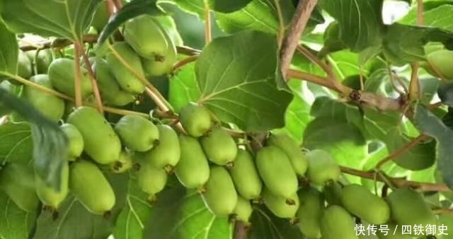  #一棵树#一棵树结不到100斤，果实比蜜甜，上市卖50仍抢手，果农