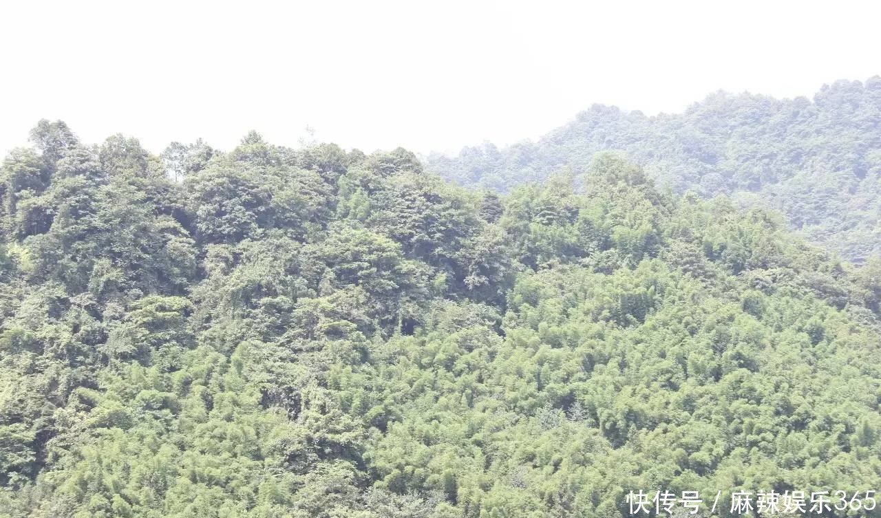 四川宜宾惊现100公斤的狗熊！吞了4只羊，现场还有羊胎盘！