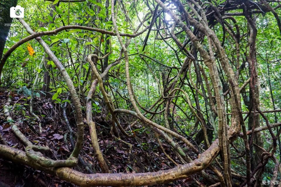  西双版纳@绿水青山就是金山银山，去西双版纳过泼水节！
