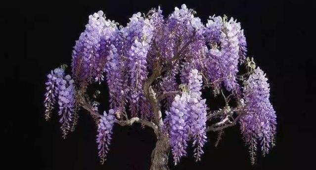  [拥有]想拥有属于自己的小花园，可不能少了这几种植物，漂亮还好养