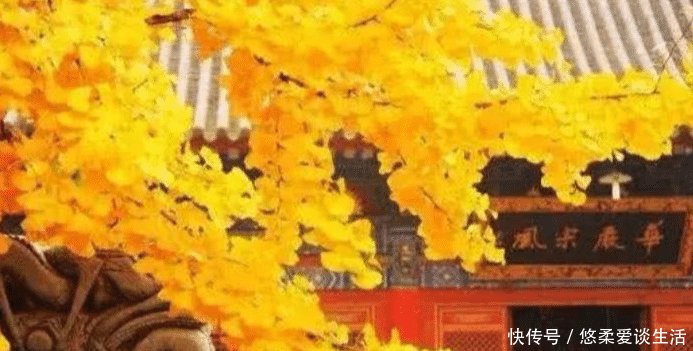 世界最珍贵10棵树 四棵在中国价值无法估量, 1棵是李世民栽种