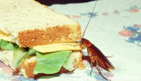 中国最恐怖工厂，竟然养了60亿只蟑螂，老外：中国人太聪明