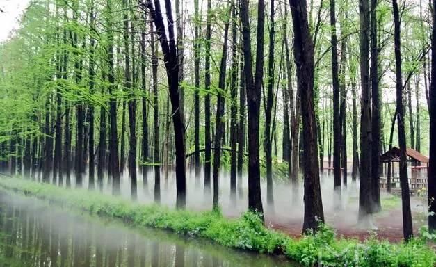 最江南的花海：惊艳不输婺源，情调不输威尼斯