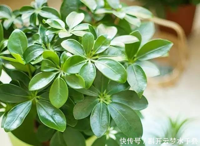  [土壤]招财树换盆，3个原则不能错，7天就缓苗，叶片多，八方来财