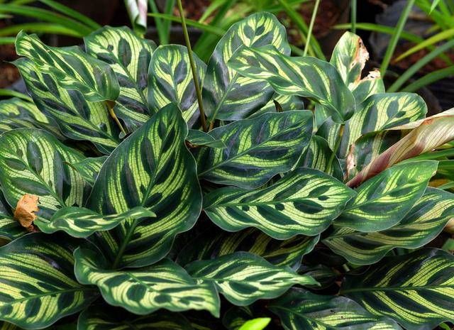 「植物」观叶植物中的翘楚！彩叶竹芋怎么养护，叶片才能更色彩斑斓？