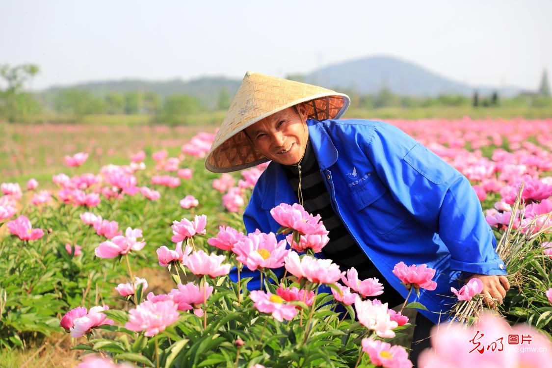  『庐江县金牛』安徽庐江：芍药绽放“致富”花