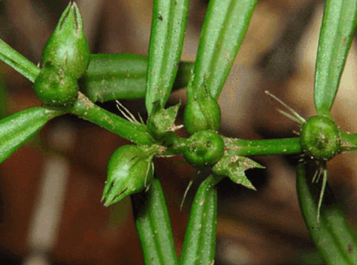 农村一种“耳响草”，可以治疗“耳鸣”，过去没人重视现在却找不