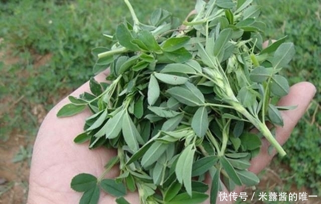  食物@人称“食物之父”，是最古老的野菜之一，如今到处是，你认识吗？