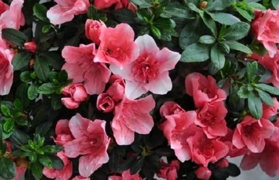  入夏|杜鹃花一入夏爱“打盹”，吃点“小激素”，花朵一开百日红