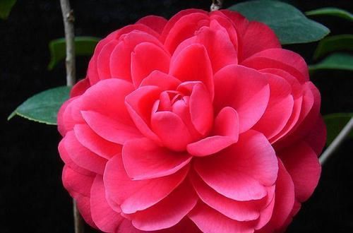  『养花』家里喜欢养花，这四款花开四季，花色多又艳，花开繁盛惹人爱，美