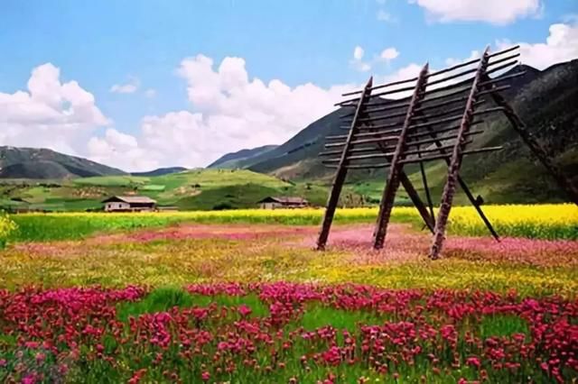 春季花开哪家强？云南16州市最美赏花点看过来！