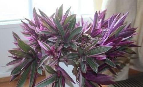  「郁郁葱葱」懒人这几款花，管理简单花量大，郁郁葱葱，盛开时繁花似锦