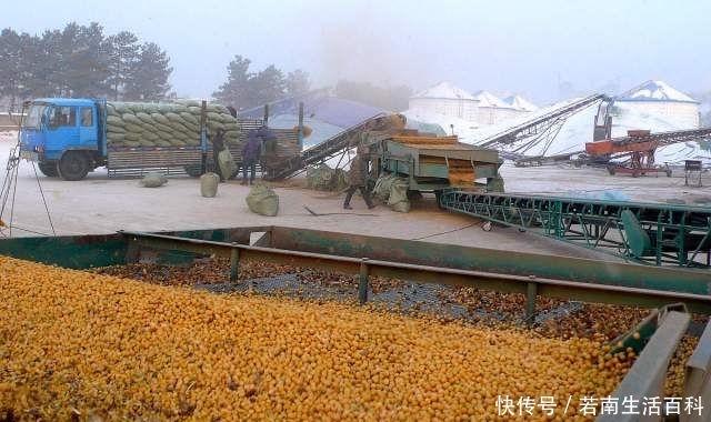  玉米|生猪产能复苏，玉米供给缺口逐步扩大，未来玉米价格是涨是