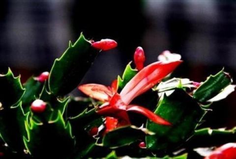 这几种花卉适合在家中盆栽养殖，开花艳丽好养殖