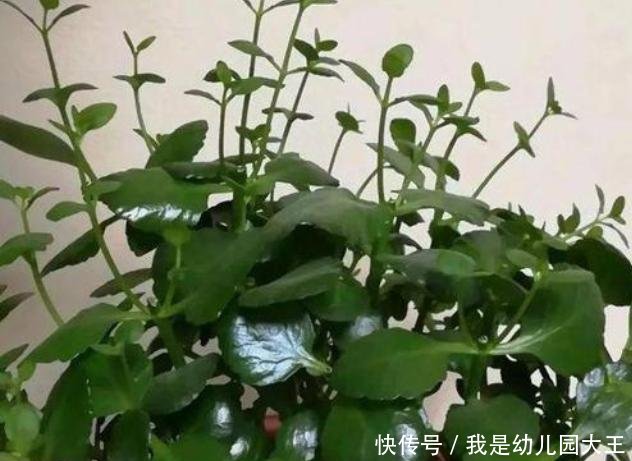 养花■养花的三个“禁忌”,沾上一个,就容易养死,你中了几个