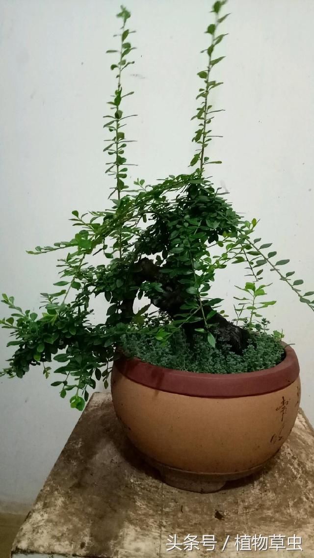 实图分享小叶鼠李盆景剃头理发前后对比图,盆景就该这样折腾