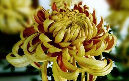 富贵@喜欢玫瑰,不如养盆“珍稀菊花”古刹金刚,花型饱满,富贵满堂