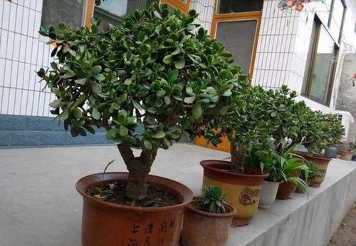  【洒脱】玉树这样养，叶片肥绿，株型洒脱，“玉树临风”，开满花，变老桩