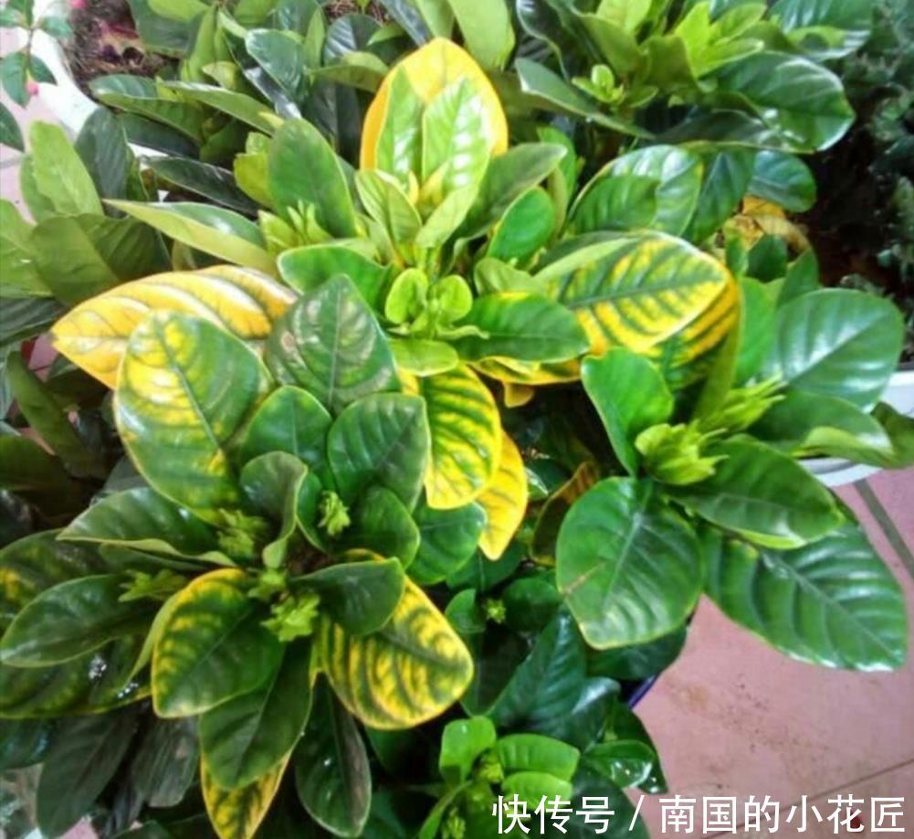「土壤」家中养栀子花,黄叶、不开花,这2个事项应重视