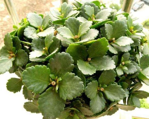  [养盆]乡间趣事！阳台养盆“香水花”，花匠教你5招，花朵洁白精致，花香香飘九里