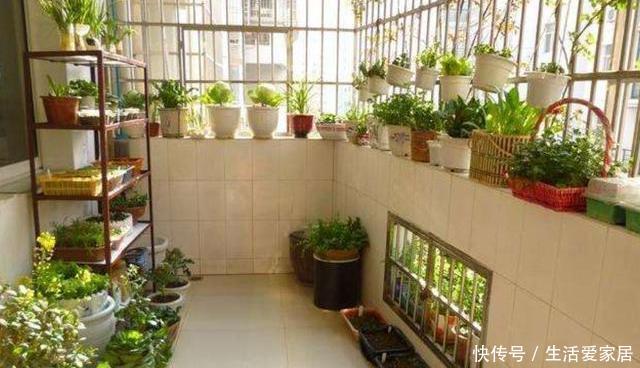  瞬间■封闭阳台养花难？错！注意3个“小细节”，阳台瞬间变花园