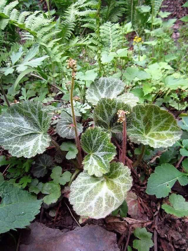 『植物』野外有种植物叫虎耳草,它的内在价值很高,收集回来可以卖好价钱