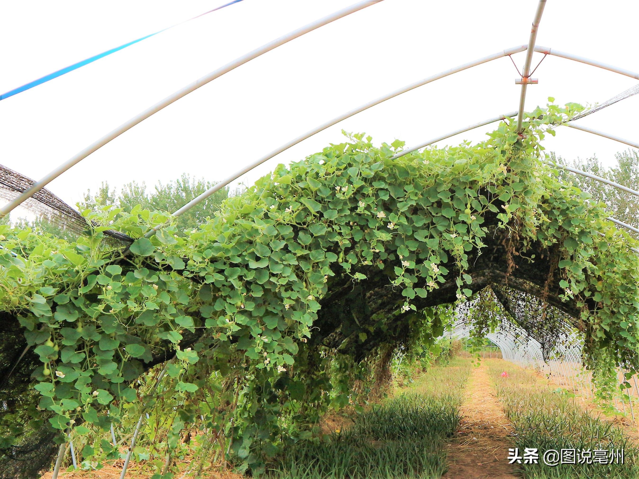 农民种植小葫芦，受到冷嘲热讽，2亩收入60000元，村民们羡慕