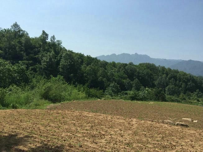 河南大龙结宝穴七脑芙蓉大帐，穴隐脉藏待高人指点风水