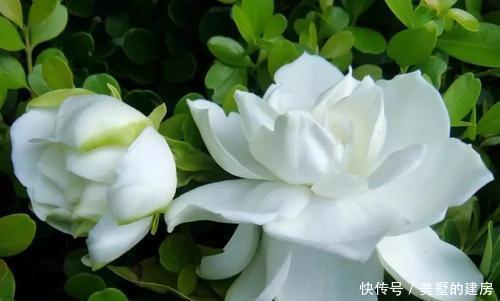  家里■家里养花选它，养20年都不黄叶，开花香一辈子，养成传家宝！