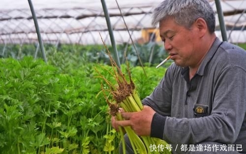  「老两口」农村人种植蔬菜，家家盖起了小洋楼，离不开一种人的