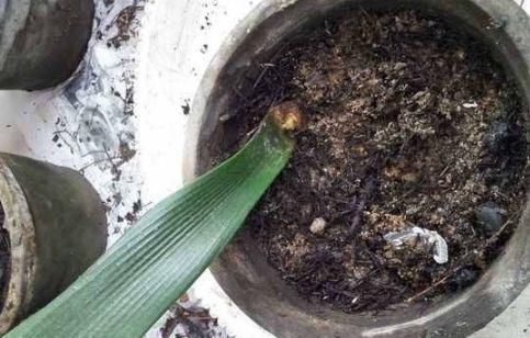 「花钱买」这种“天价”植物,不用花钱买,仅用“一片叶”,能养出好几盆!