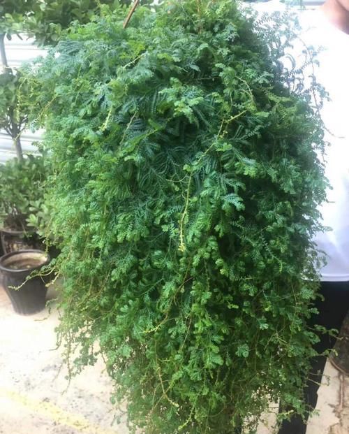  『绿萝』养烦了绿萝吊兰？何不养一盆翠云草，喷喷水就能爆盆成瀑布