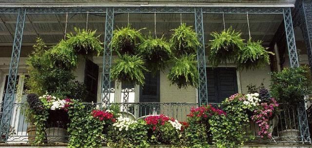 『轻松』懒人养花就种这几种,种一盆轻松长一片,忘记浇水也能长爆盆!