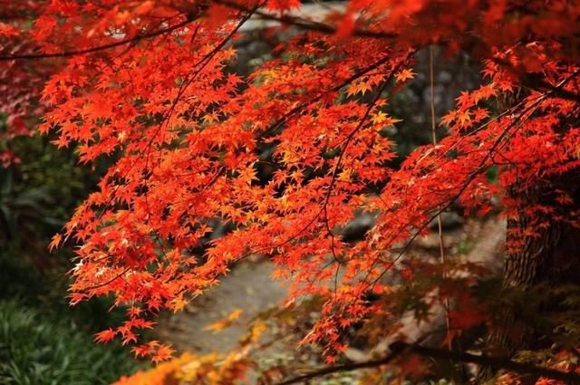 今年国庆全国景区门票大降价，这五个地方不要钱，不去就亏死了
