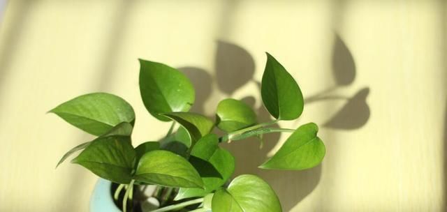  [绿萝的生长]水养绿萝生根后想土养，移盆后叶子发黄该怎么办？